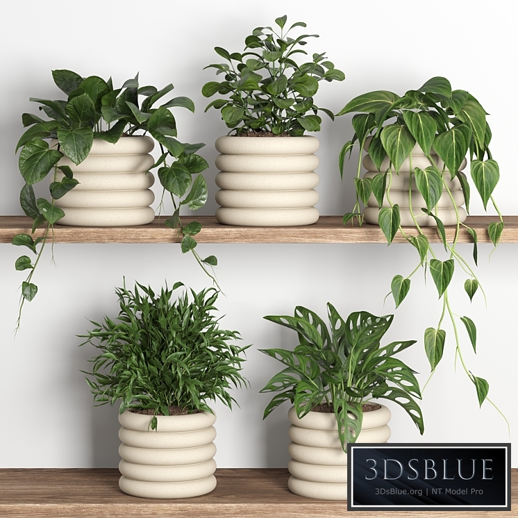 plants on shelf 06