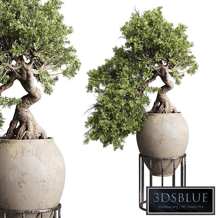 Bonsai tree in an old earthenware vase indoor plant 343