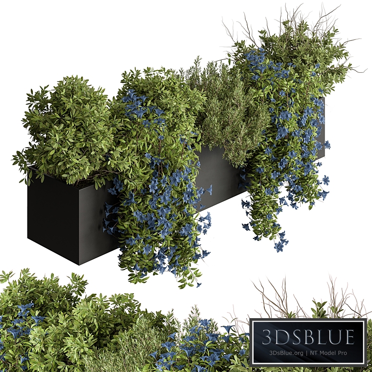 Hanging Plant - Outdoor Plants 503