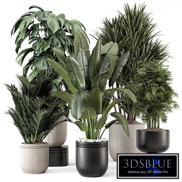 Indoor Plants in rusty Concrete Pot - Set 1331