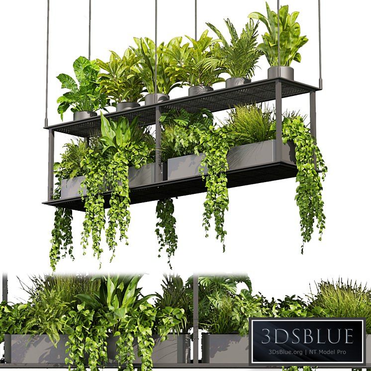 Collection plant vol 439 - hanging - ampelous - palm - - pothos