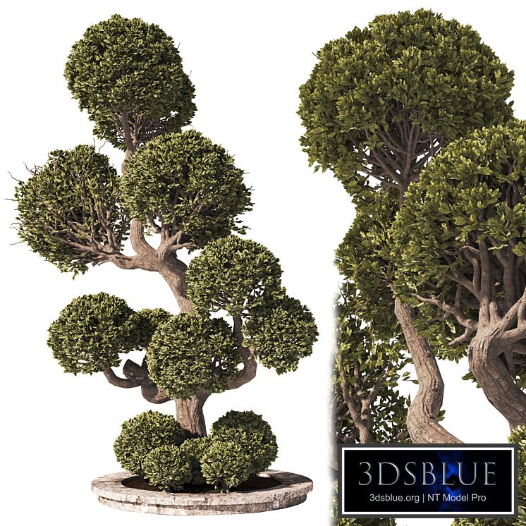 Garden Tree And Bush 01