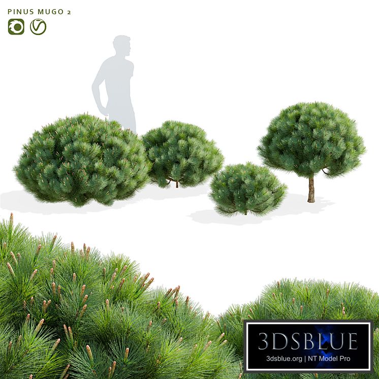 Mountain pine | Pinus mugo 2