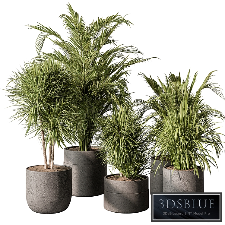 indoor Plant 483 - Tropical Plants