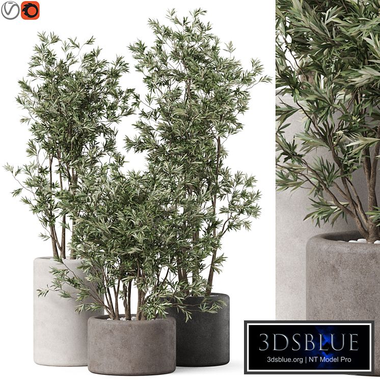 Plants collection 893