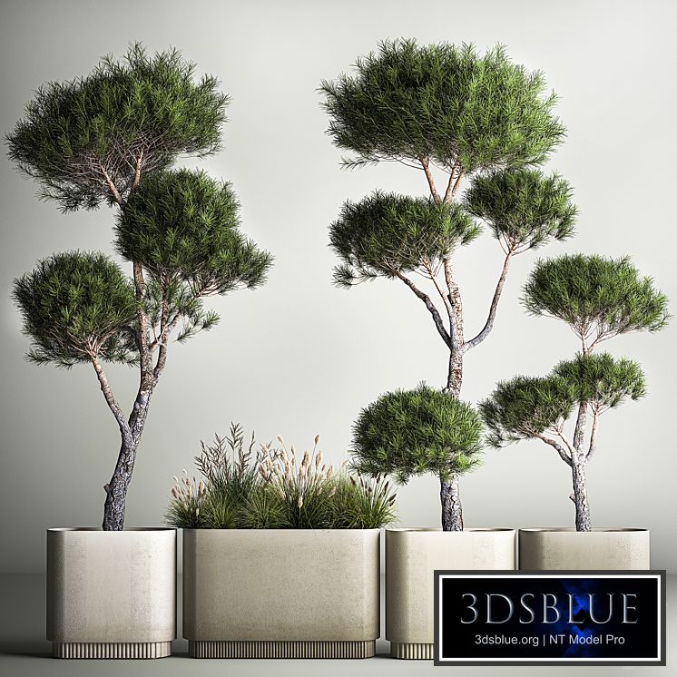 Small trees in pots pine topiary, wildflowers, bush, feather grass grass. Plant collection 1177.