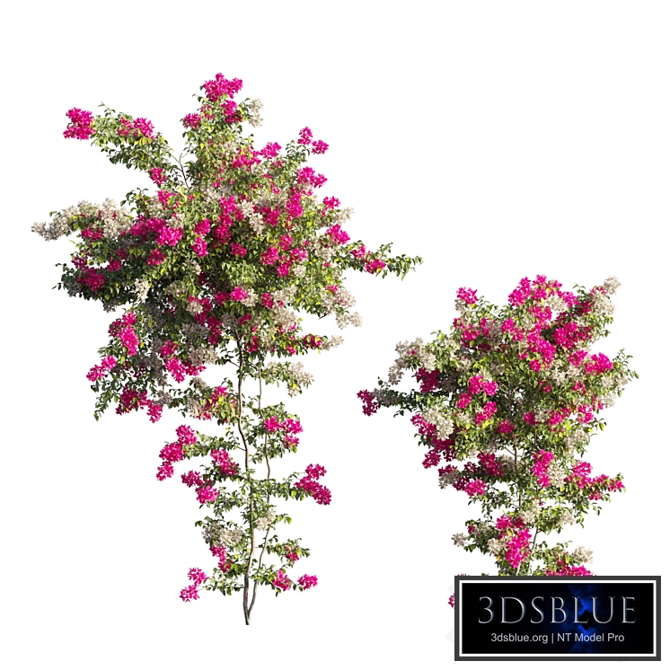 Bougainvillea plant set 65