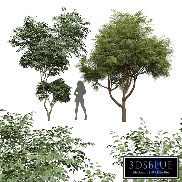 New Plant Beautiful Tree Japanese Cherry Velvet Mesquite Tree