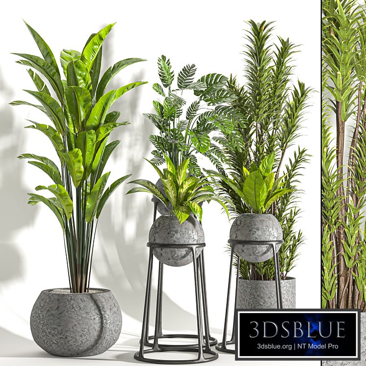 Collaction Indoor plant vol 31