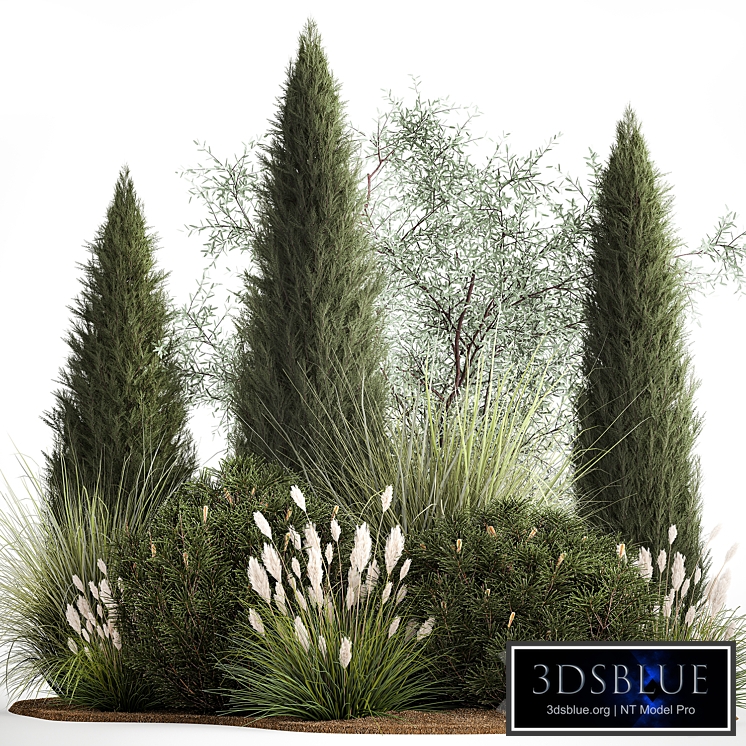 Alpine hill olive, pine, reed, thuja and cypress, feather grass grass, silver goof. Plant collection 1188