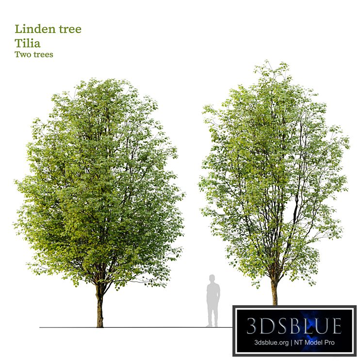 Linden tree_03