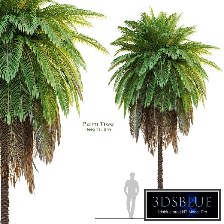 tree set 08-Palm Tree-C