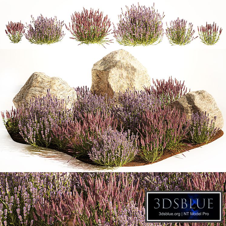 A set of lavender bushes for the garden and alpine slide, boulder, stone, catnip, sage, wild flowers. 1191