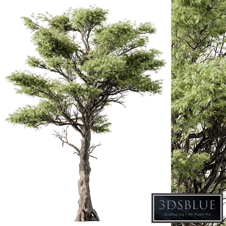 Big Maple Tree - Set 148