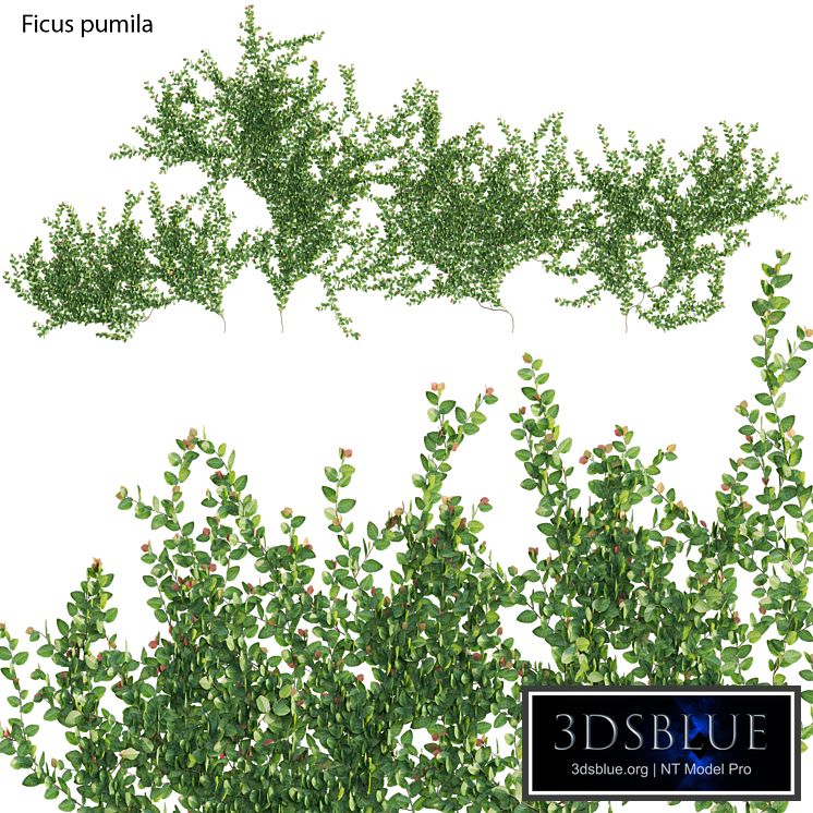 Ficus pumila – Creeping Fig – Climbing fig