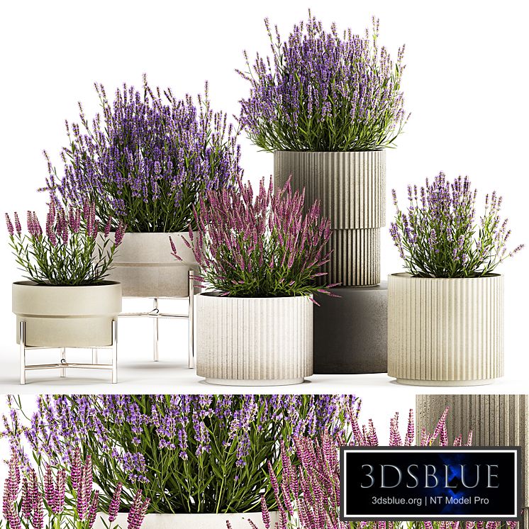 Wildflower bushes in outdoor flowerpots from lavender, catnip, sage, Plant Collection 1193