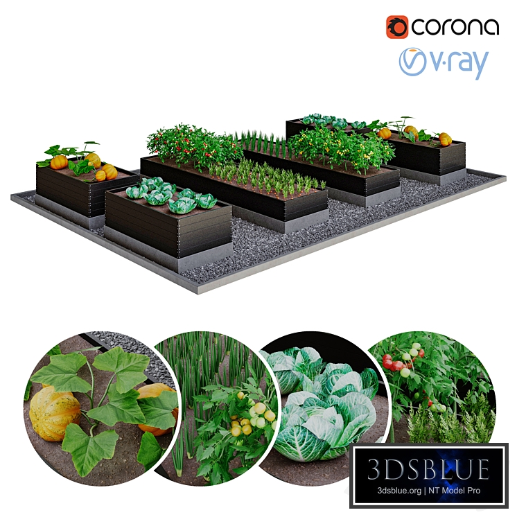 Kitchen garden | kitchen garden