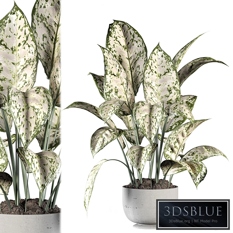 Indoor Plants in rusty Concrete Pot Set 070