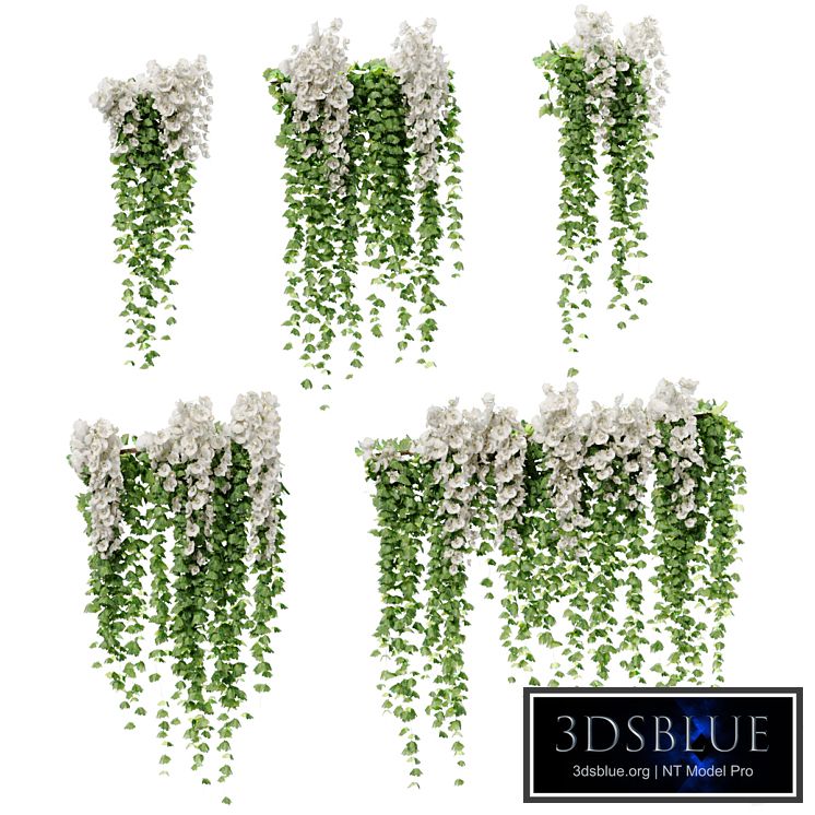 Hanging plants with white orchid flowers