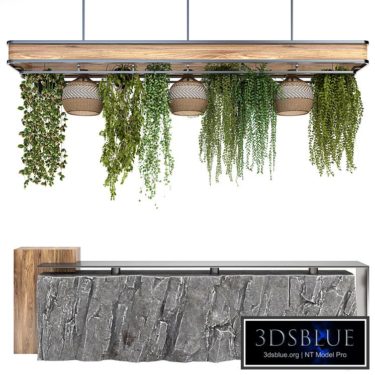 Restaurant counter with hanging plants