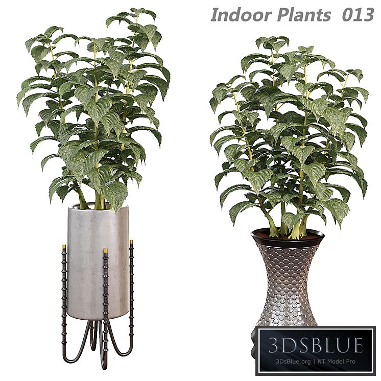 Indoor plants in a pot 013