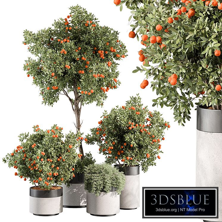 Outdoor Plant 513 - Orange Tree