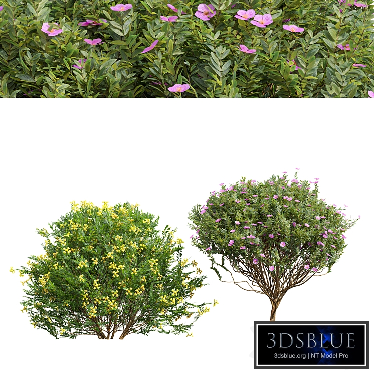 Coronilla Valentina Glauca and Cistus Albidus Zistrose Flower Decorative
