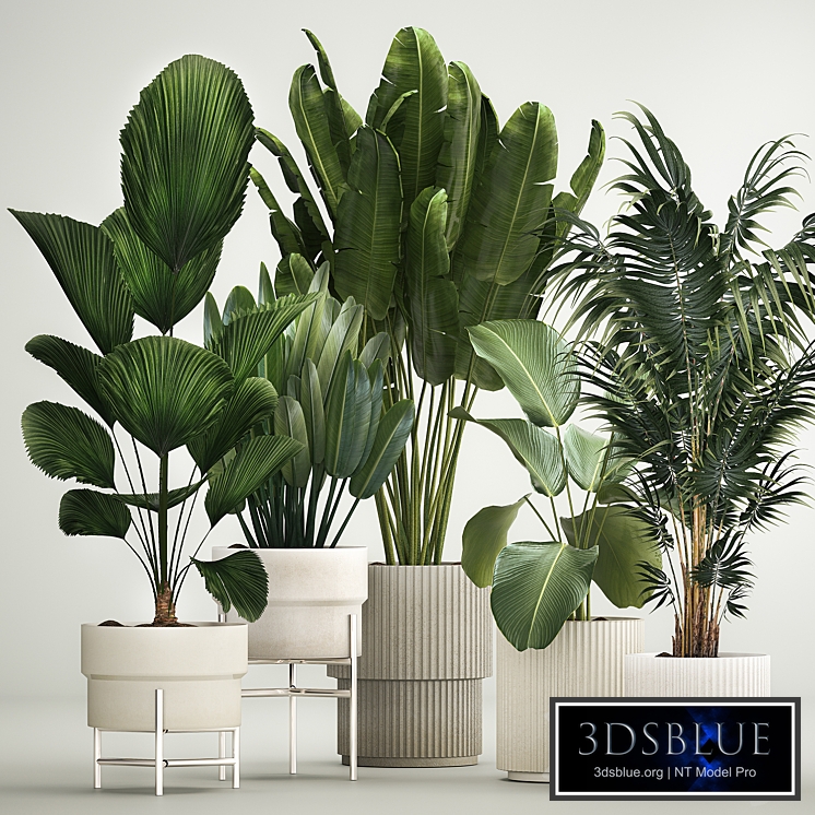 Interior potted plants Likuala, palm tree, Howea forsteriana, strelitzia, calathea, garden, bush. Plant collection 1199