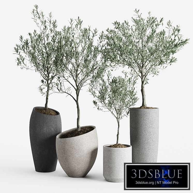 Olive European Potted Eco Stone Hitohana