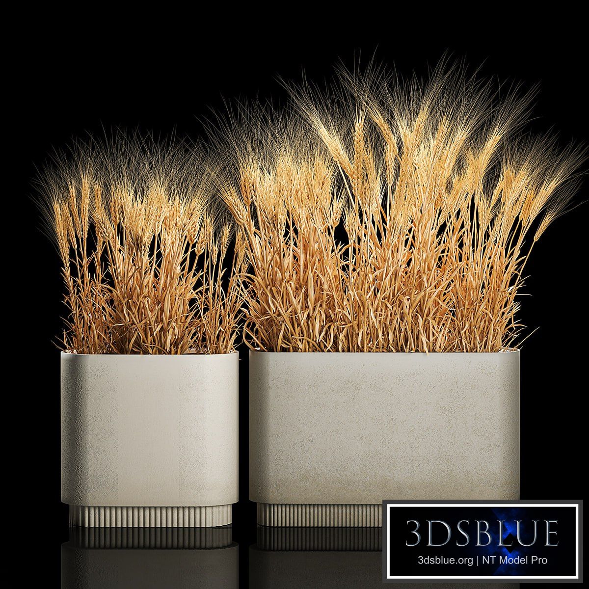 Bushes of spikelets of dry wheat in flowerpots dried flowers, eco style. Plant collection 1204