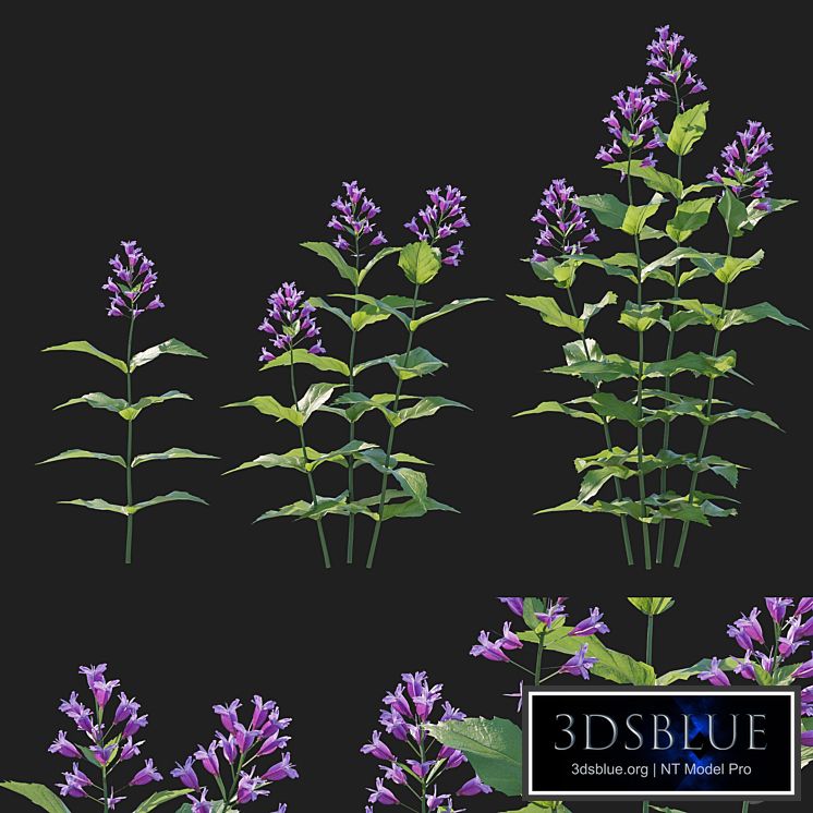 Prairie Penstemon pink