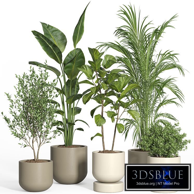 indoor plant set 47