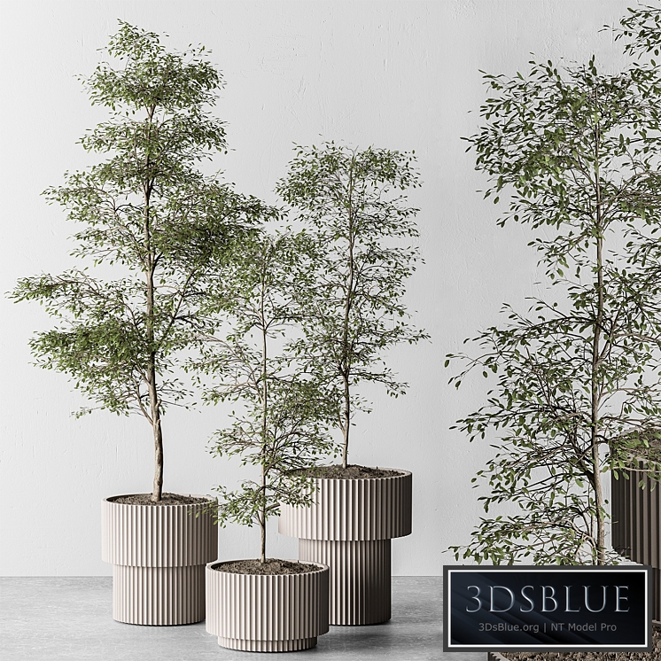 indoor Plant 497 - Sapling Tree