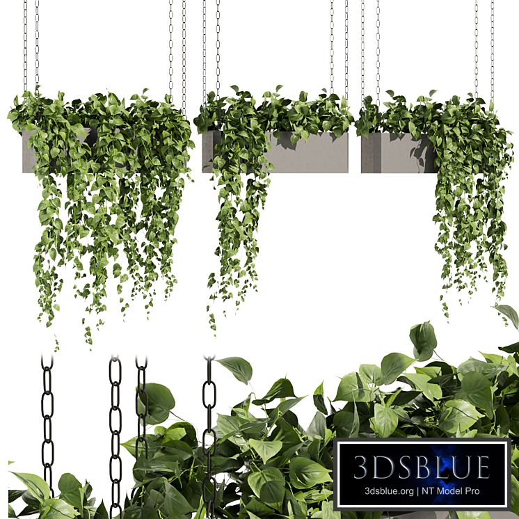 Collection plant vol 469 - ampelous - hanging - pothos