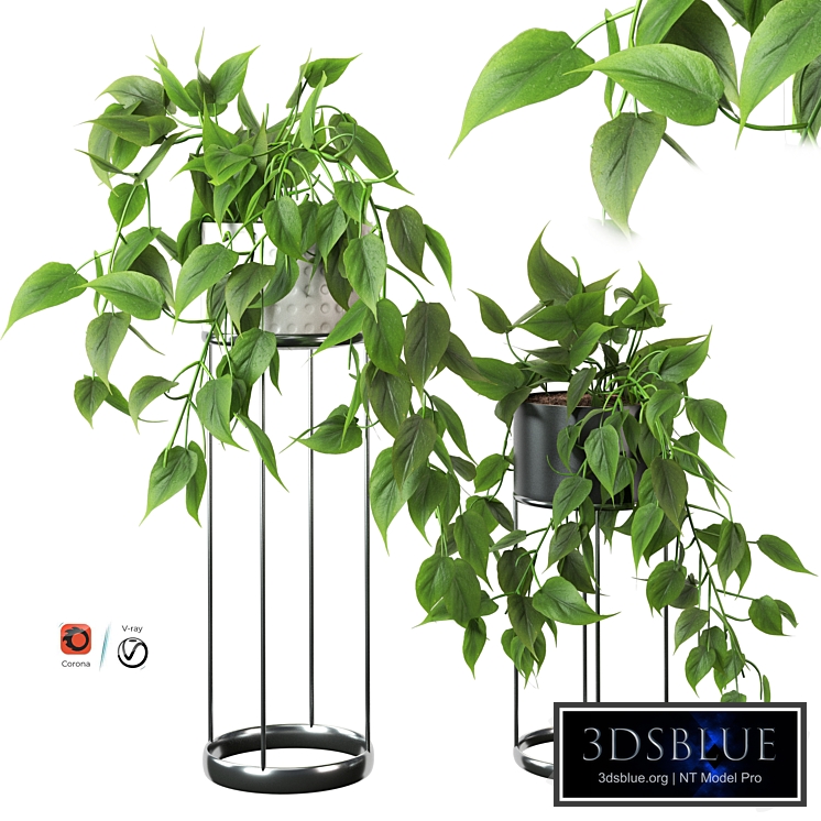 Indoor hanging plants series-3
