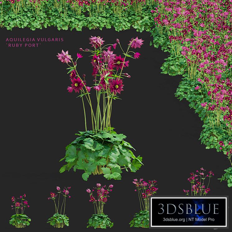 Aquilegia vulgaris flowers | Aquilegia vulgaris ruby port