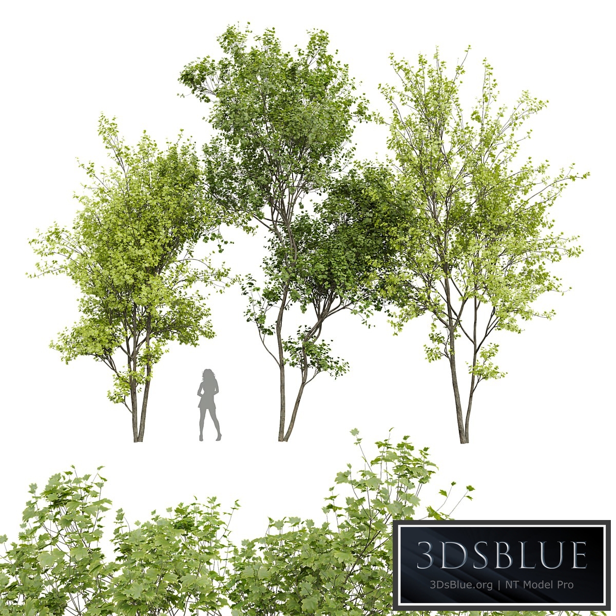 New Plant Real Tree Acer Saccharinum Spring Summer