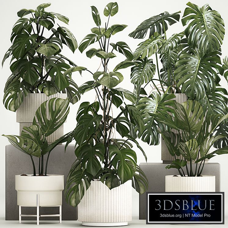 A beautiful interior potted plant is a decorative monstera bush. Set of plants 1213