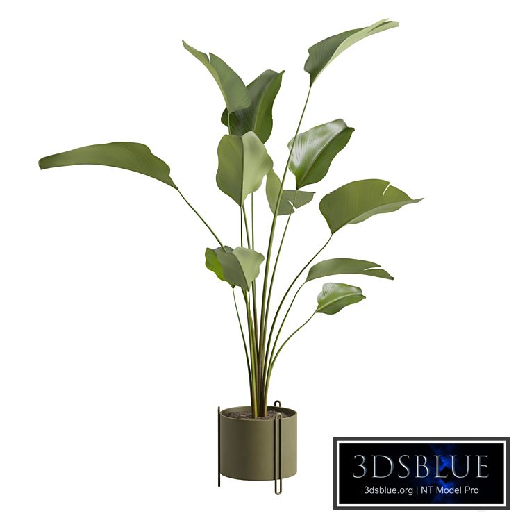 Potted Calathea Lutea