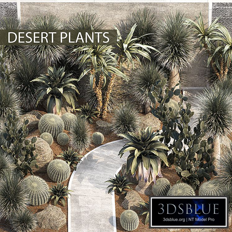 Garden with desert plants cacti, Yucca and Bromeliad, Dracaena and Opuntia, garden cactus. Plant collection 1214