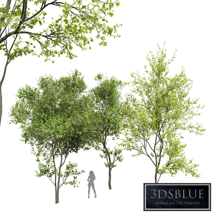 New Plant Real Tree Acer Saccharinum Spring Summer001