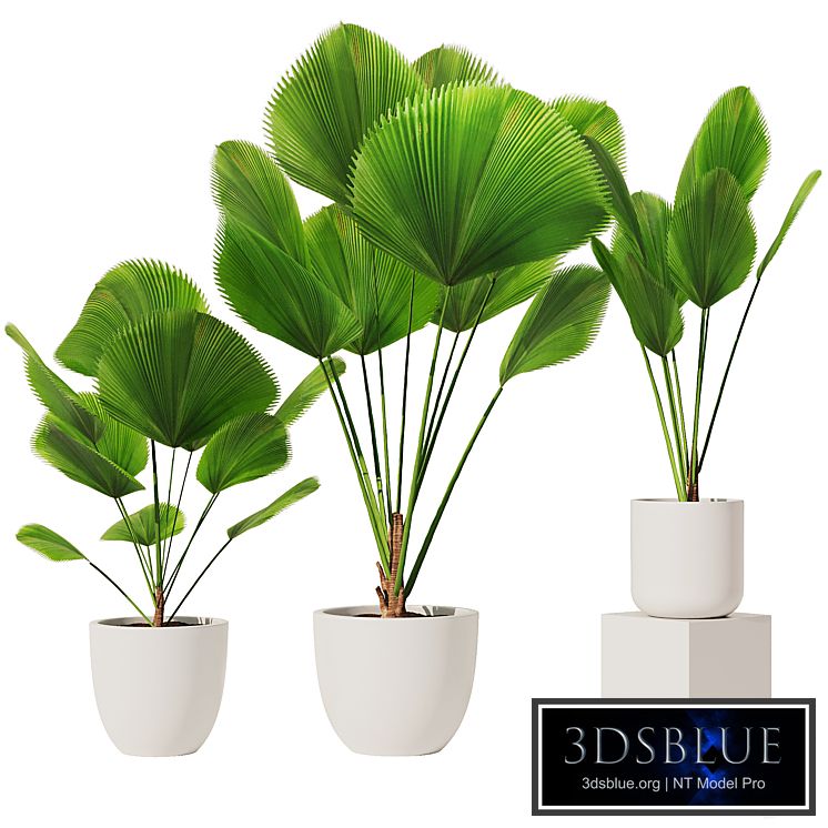 Licuala Grandis Set1