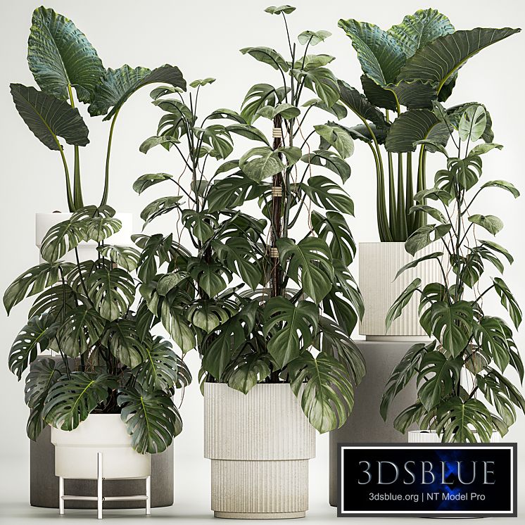 Beautiful plants in modern pots are monstera bush and alokasia. Set of plants 1218