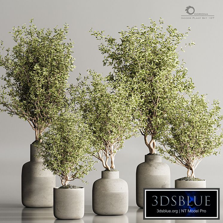 Indoor Plant Set 107