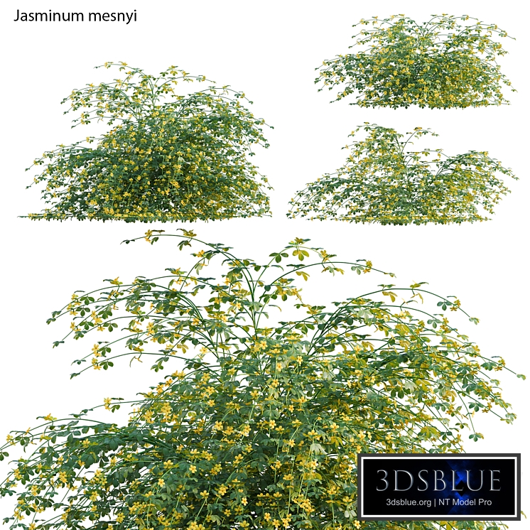 Jasminum mesnyi - Primrose Jasmine 01