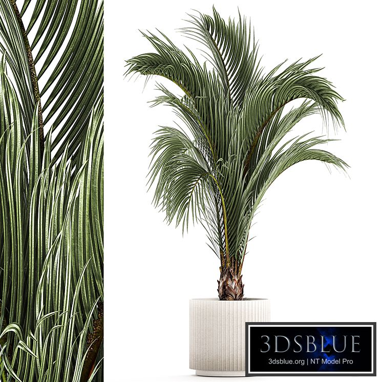 A beautiful indoor palm tree in a modern Areca pot, Hovea. 1225