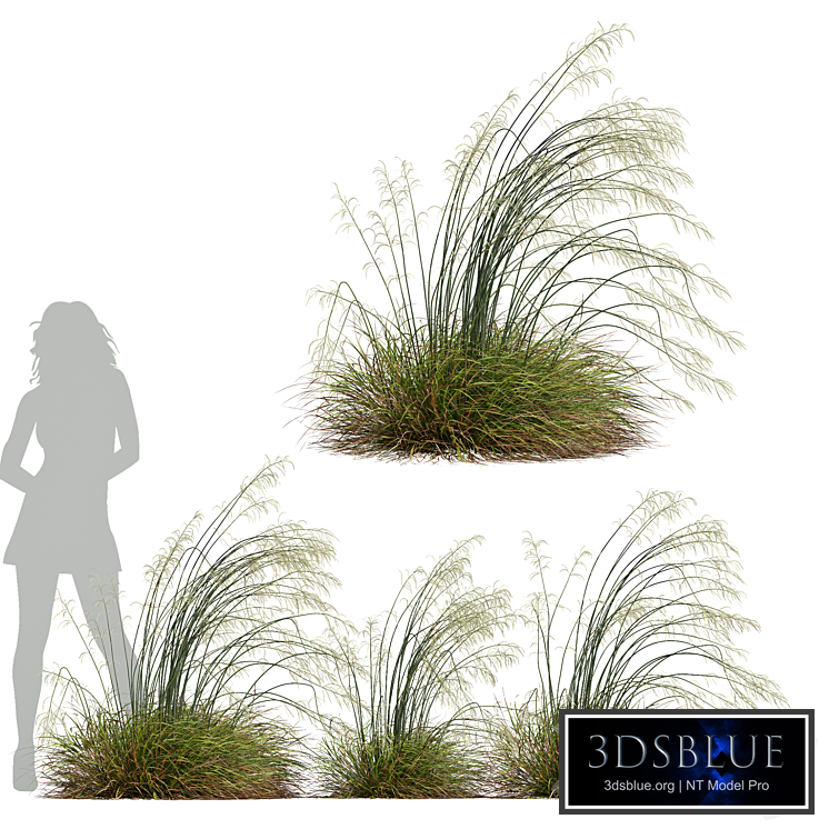 HQ Plants Stipa arundinacea Sweet Grass Windy
