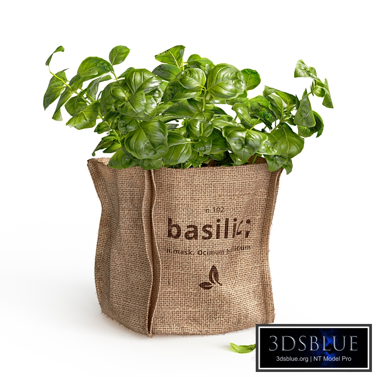 Basil in burlap (microgreens)