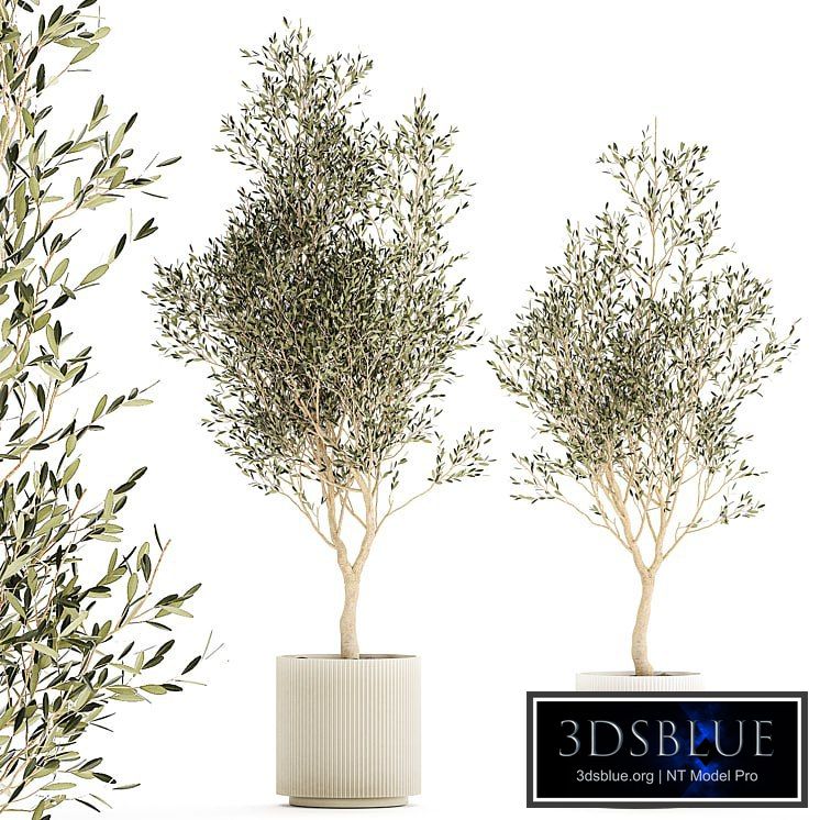 Beautiful small ornamental olive trees in a modern pot. Set of plants 1229
