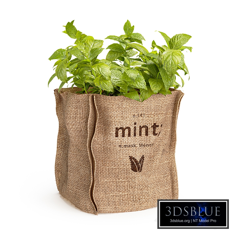 Mint in a burlap pot